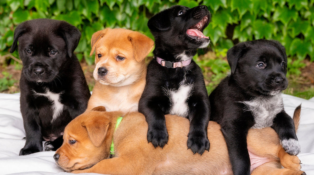 Dog Adoption Event September 12th 11am-2pm